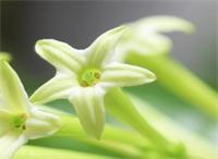 別墅庭院設(shè)計(jì)里夜來香的種植辦法